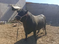 Buqa, Aberdin – Angus — 3-rasm