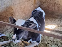 Bulle, Holstein-Rasse — Foto 5