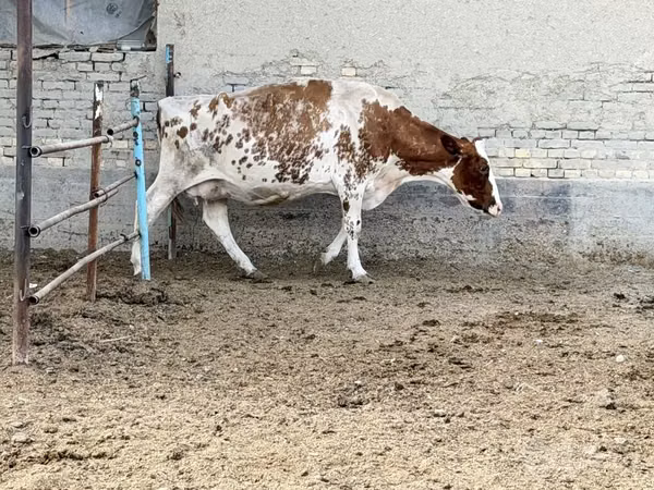 गाय, Simmental cattle — उज़्बेकिस्तान