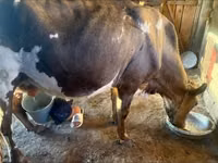 Sigir, Latvian Blue cattle — 4-rasm