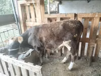 母牛, Cattle — 照片 1