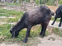 Billy Goat, Goats — photo 6
