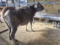 Kuh, Latvian Blue cattle — Foto 2