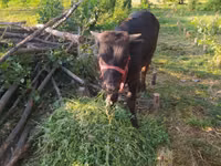 Bull, Cattle — photo 3