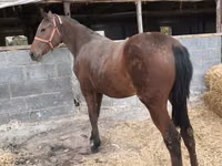Stute, Thoroughbred horse — Foto 2