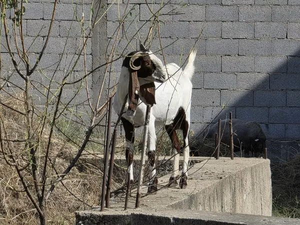 母山羊, Goats