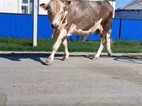 ثور, Simmental cattle — الصورة 3