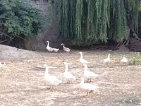 Geese — Foto 2