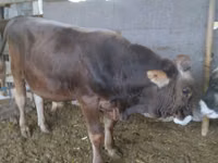 公牛, Swiss cattle — 照片 4