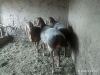 Schaf, Edilbay sheep — Foto 6