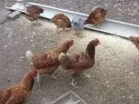 Chickens — Foto 2