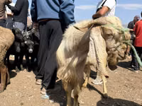 تيس, Damask goat — الصورة 2