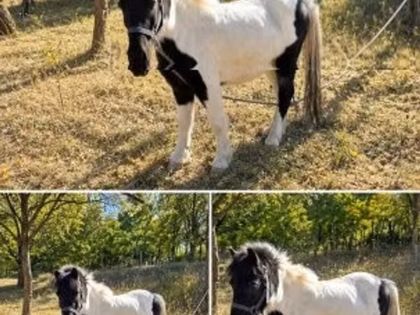 Caballo, Caballos