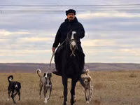 Айғыр, Kazakh horse — 1-сурет