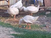 Geese — Foto 3