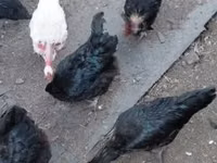 Chickens — foto 1