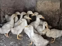 Ducks — Foto 2