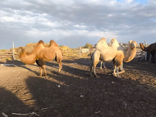 Kamelstute, Kazakh Bactrian camel