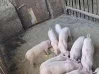 Schweine (Partie, Geschlecht nicht angegeben) — Foto 2