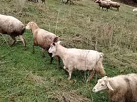 山羊（批次，未指定性别）, Goats — 照片 4