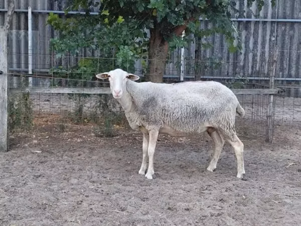 Oveja, Lacaune sheep