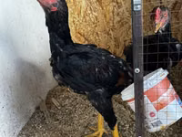Chickens — Foto 5