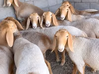 Oveja, Arashan sheep — foto 1