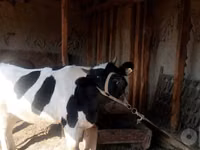 Kuh, Russian Black pied cattle — Foto 3
