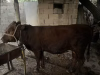 公牛, Cattle — 照片 4