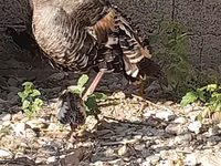 Slowenische Silberne Henne — Foto 4
