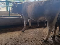 गाय, Swiss cattle — फ़ोटो 6
