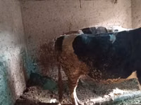 Bull, Cattle — photo 1