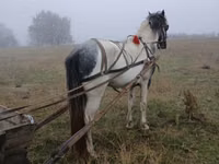 Hengst, Pferde — Foto 4