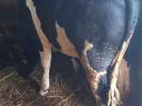 Toro, Raza Holstein — foto 1