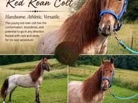 Hengst, Rocky Mountain Horse — Foto 1