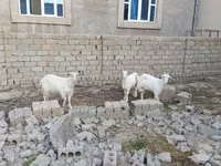 Cabra, Saanen goat — foto 2