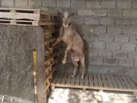 Cabras (lote, sexo no especificado), Cabras — foto 7