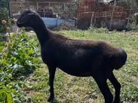 Schaf, Arashan sheep — Foto 1