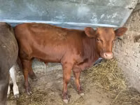 公牛, Swiss cattle — 照片 3