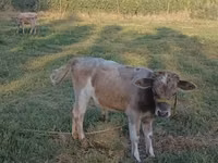 公牛, Russian Black pied cattle — 照片 1