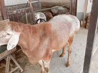 Widder, Arashan sheep — Foto 5