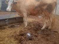 Cow, Cattle — photo 2