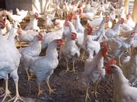 Chickens — Foto 2