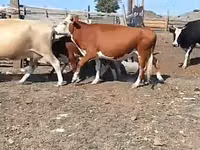 Kuh, Simmental cattle — Foto 1
