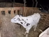 公牛, Holstein breed — 照片 1