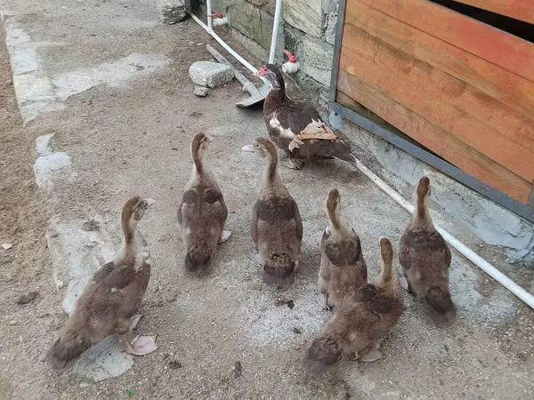 Ducks