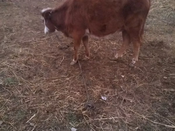 Kuh, Simmental cattle