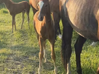 Hengst, Akhal-Teke — Foto 4