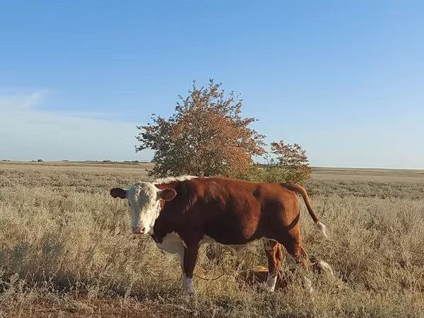 公牛, Kazakh White-headed cow — 哈萨克斯坦