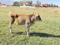 गाय, Swiss cattle — फ़ोटो 2